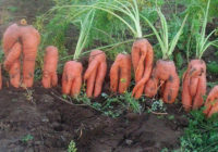 Выращенный вид моркови