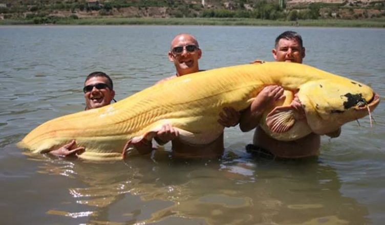 Огромные рыбы плавают в реке. Как поймать?
